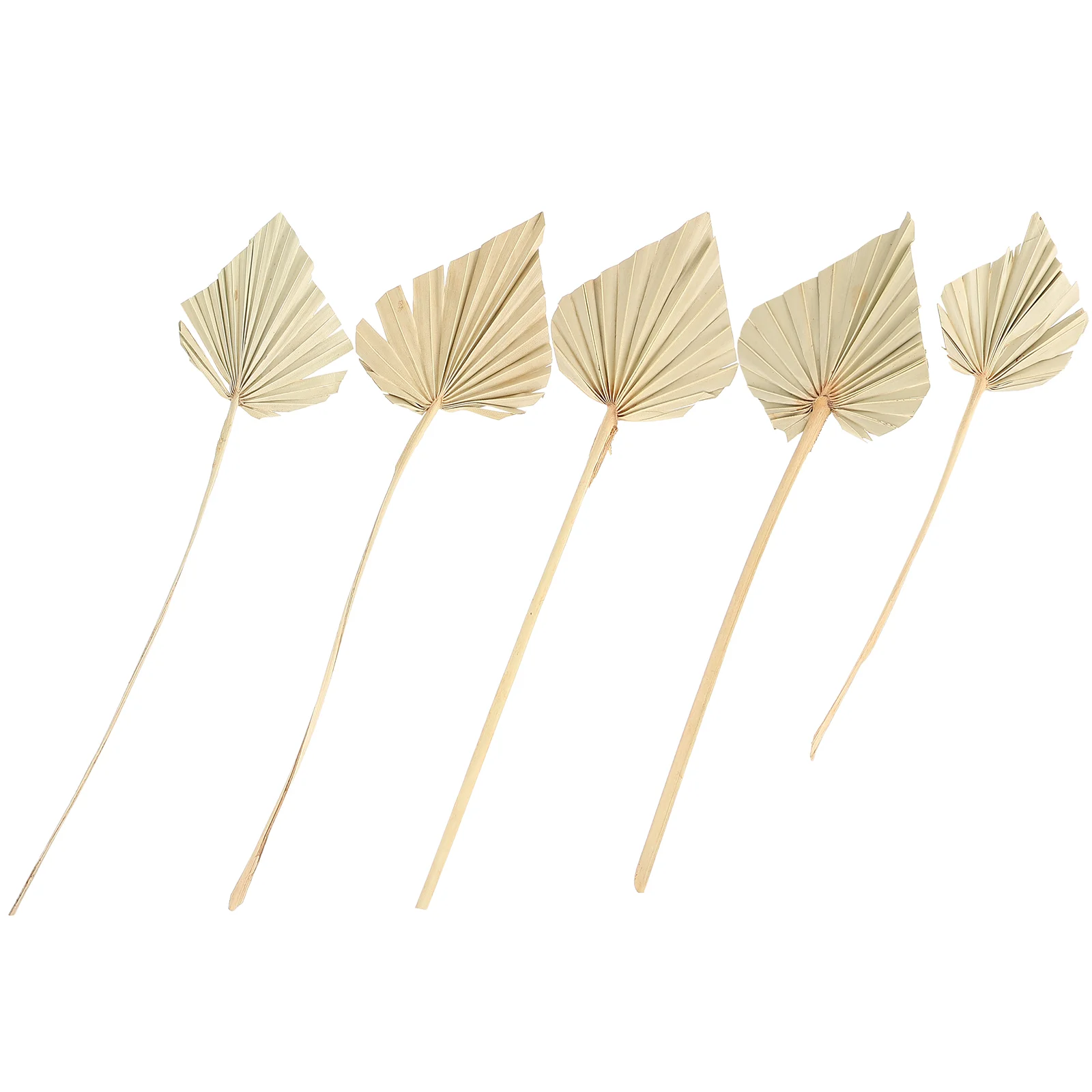 

Palm Leaves Dried Decor Leaf Tropical Party Natural Flowerspampas Flowergrassfan Decorations Fans Faux Decoration Stem Dry