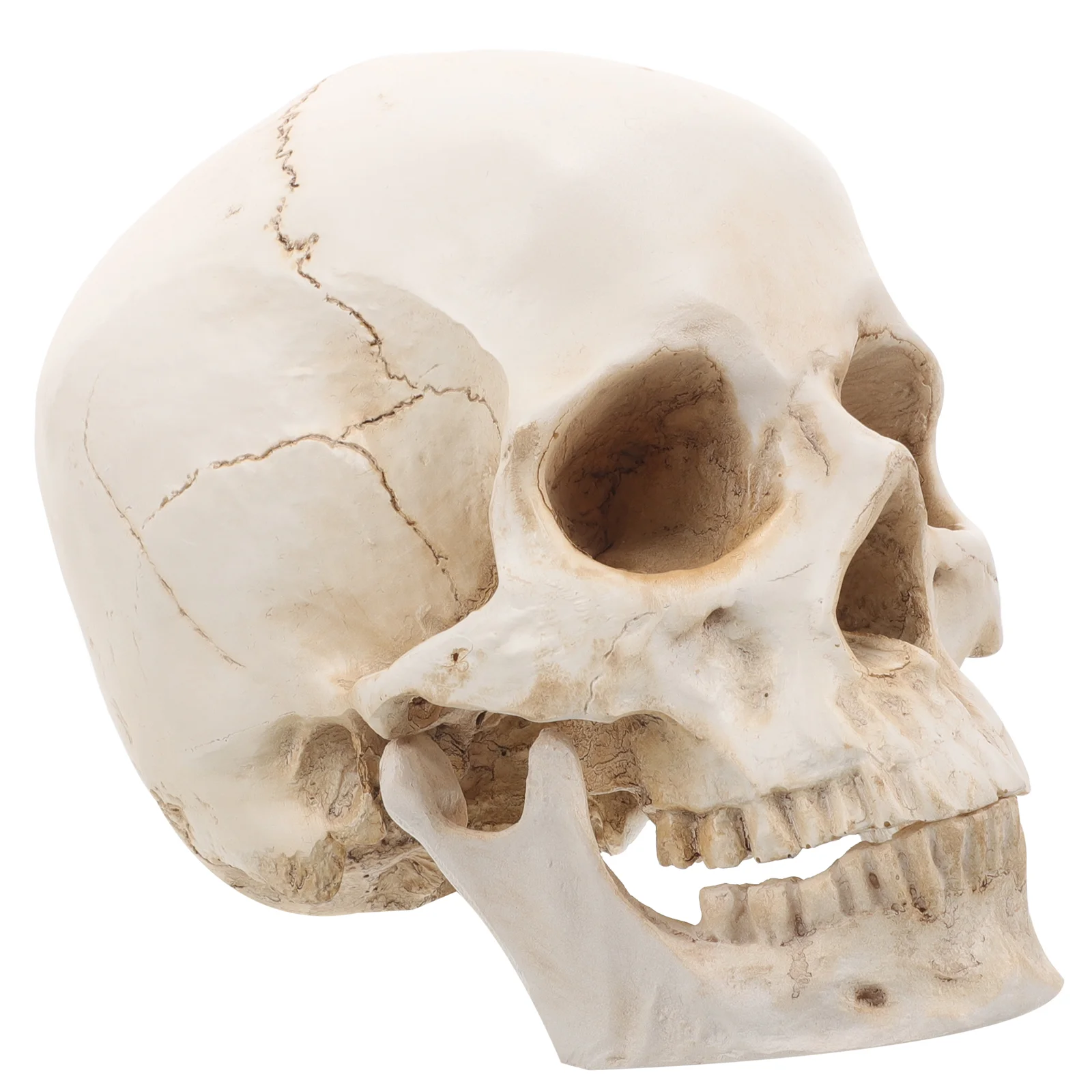 

Medical Model Detachable Human Model Realistic Human Model for Education