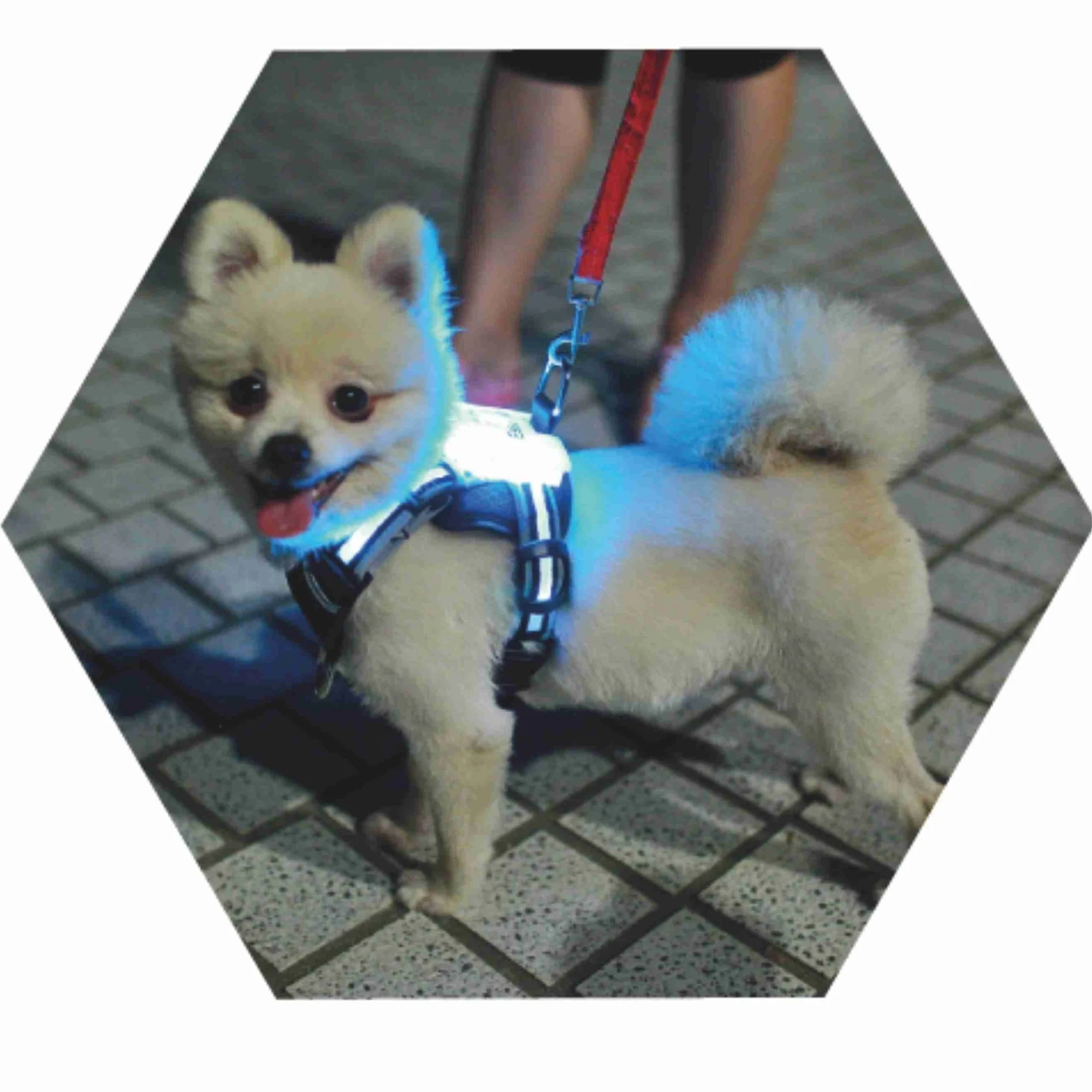 

Simon CC Dog Led Harness 7 color in 1