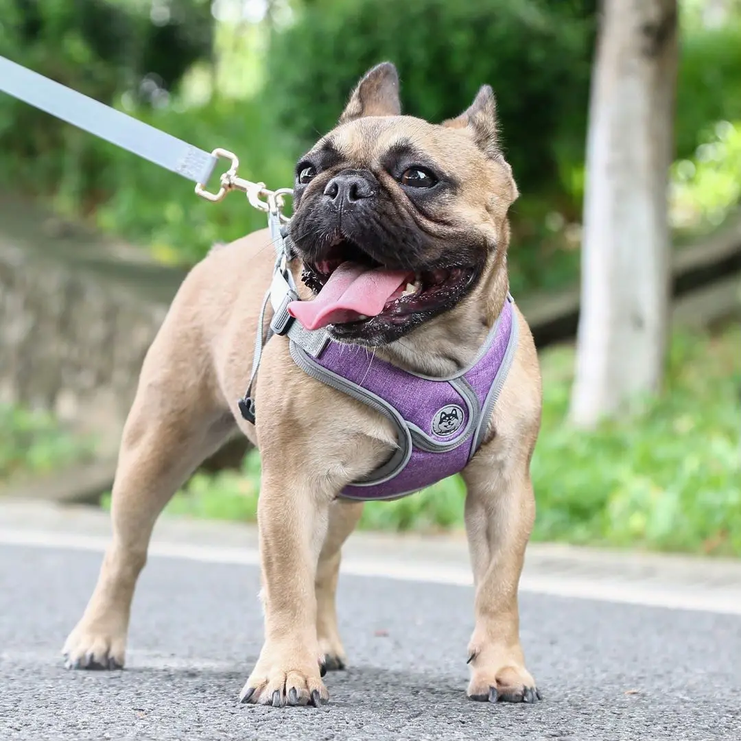 

Pet Supplies New Dog Chest Strap Small And Medium-sized Dog Reflective Anti-breakaway Vest Type Traction Rope Cool And Safe