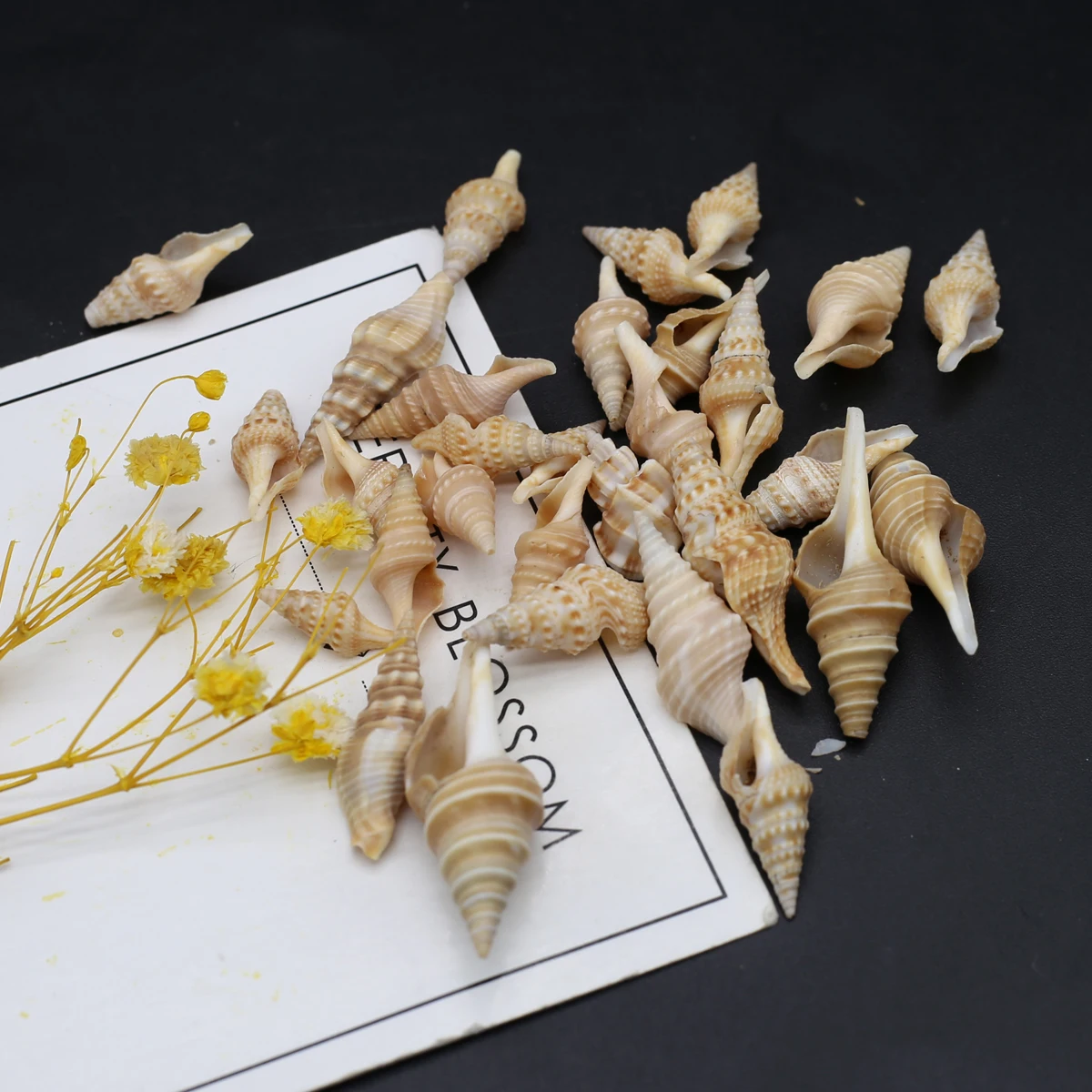 100g/lot Natural Shell Bead Conch Shape Natural Yellow Shell Loose Beaded for Jewerly Necklace Accessories 8x20-10x30mm