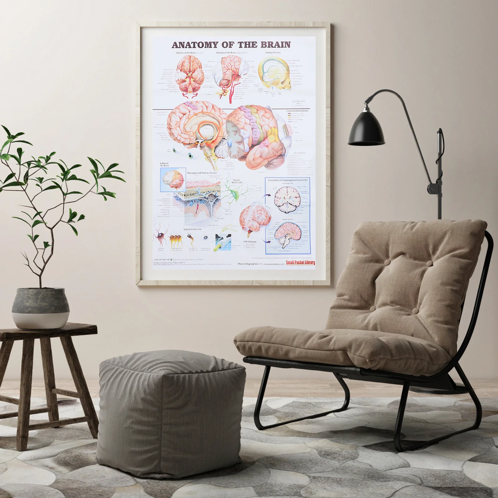 

Human Brain Anatomical Chart Wall Hanging Decor Poster Science Chart for Office