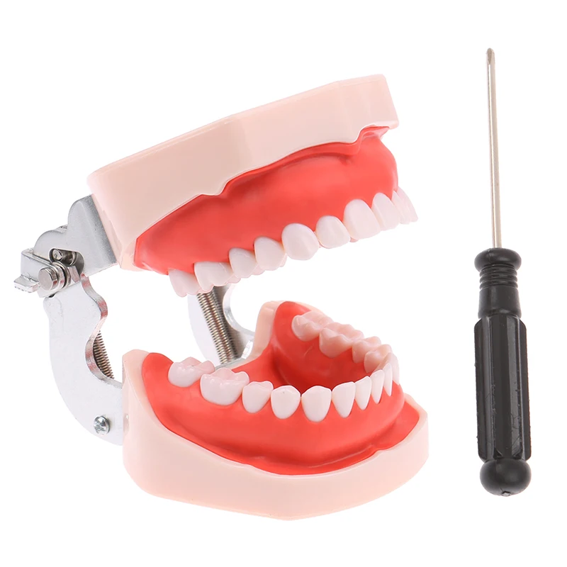 Resin Dental Model Training Typodont Teeth Model For Dental Technician Practice Teaching Gum Teeth Jaw Model Dentistry Equipment