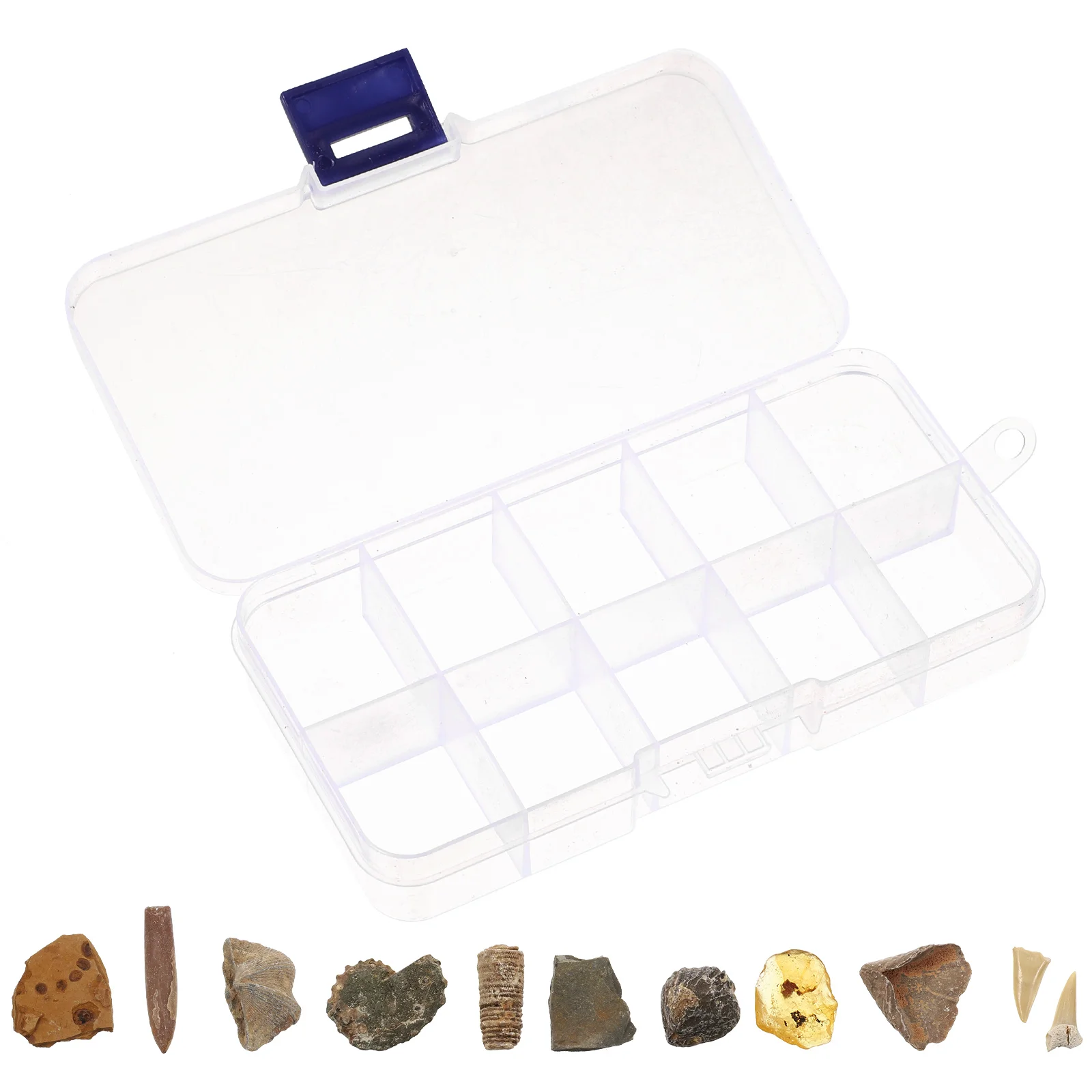 

10 pcs Paleontology Toy for Kids Fossils Sample Fossils Real