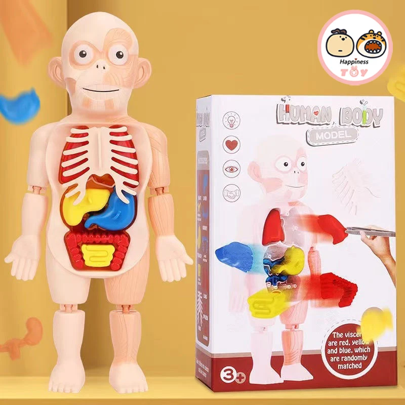 

Children Enlightenment Science And Education Human Organ Model Decoration DIY Assembly Medical Early Education Puzzle Model Toy