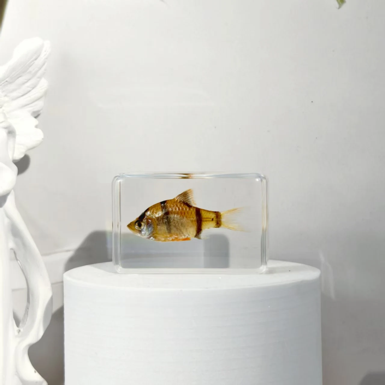 

Образцы морских обитателей из эпоксидной смолы