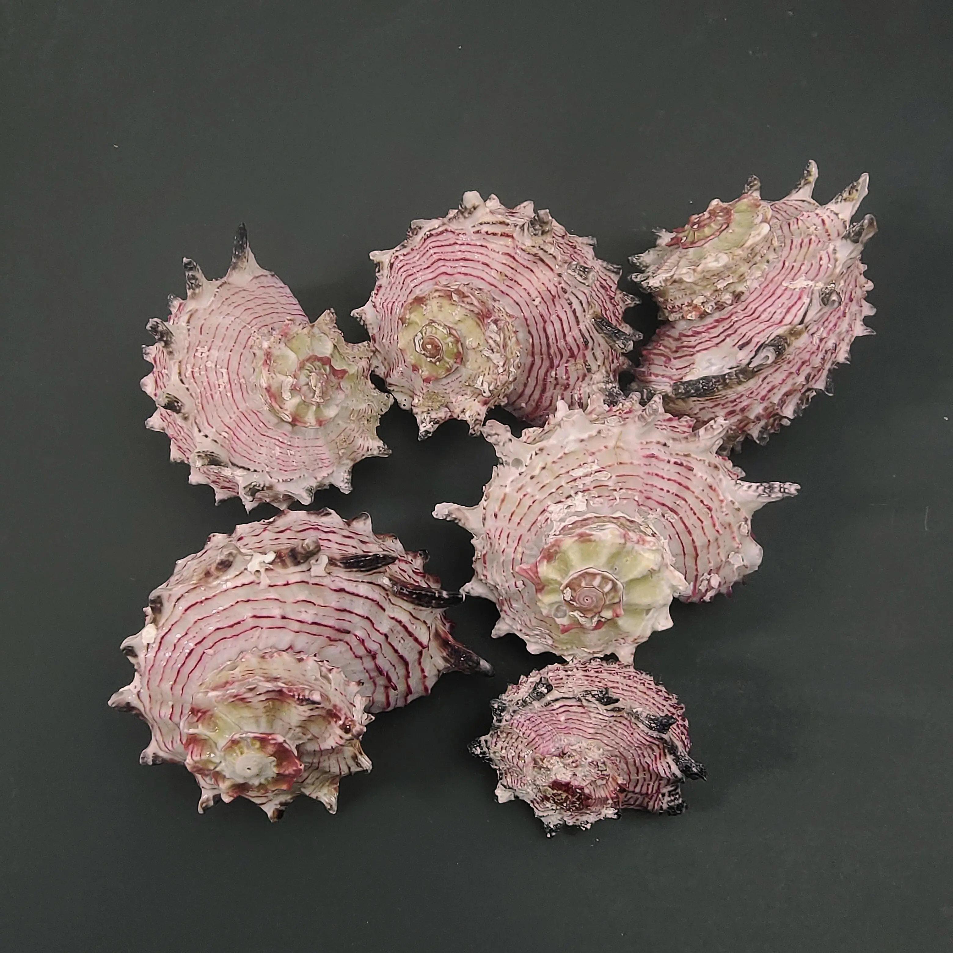 

Ракушка фотография Материал миниатюрный коллекционный образец