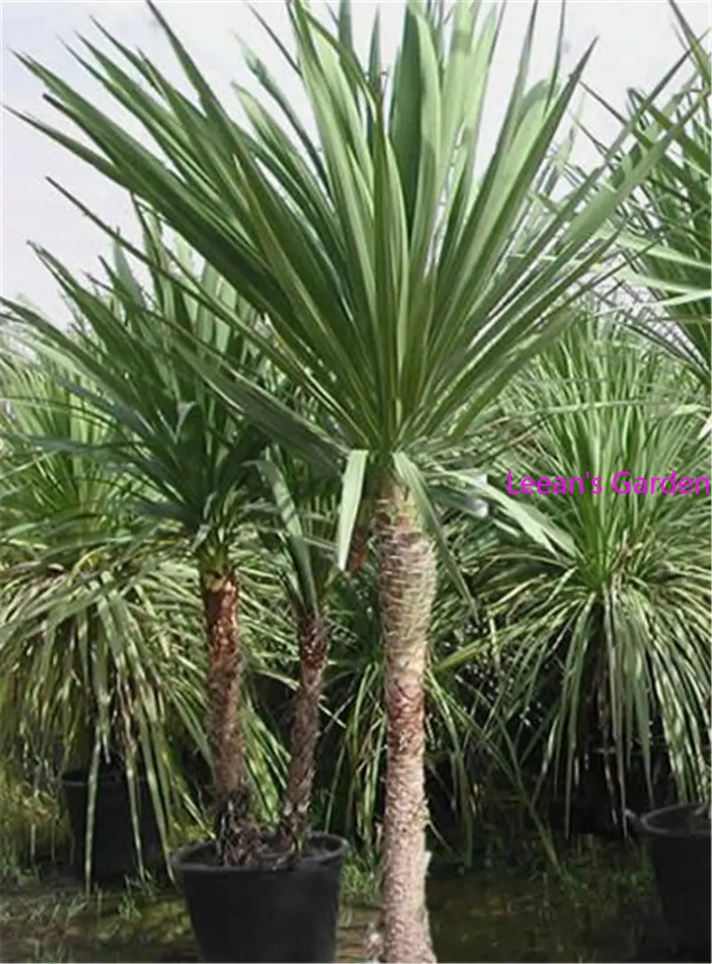 

10pcs Bottle Palm Tree Flower Plant Semillas For Home Fragrance Decor