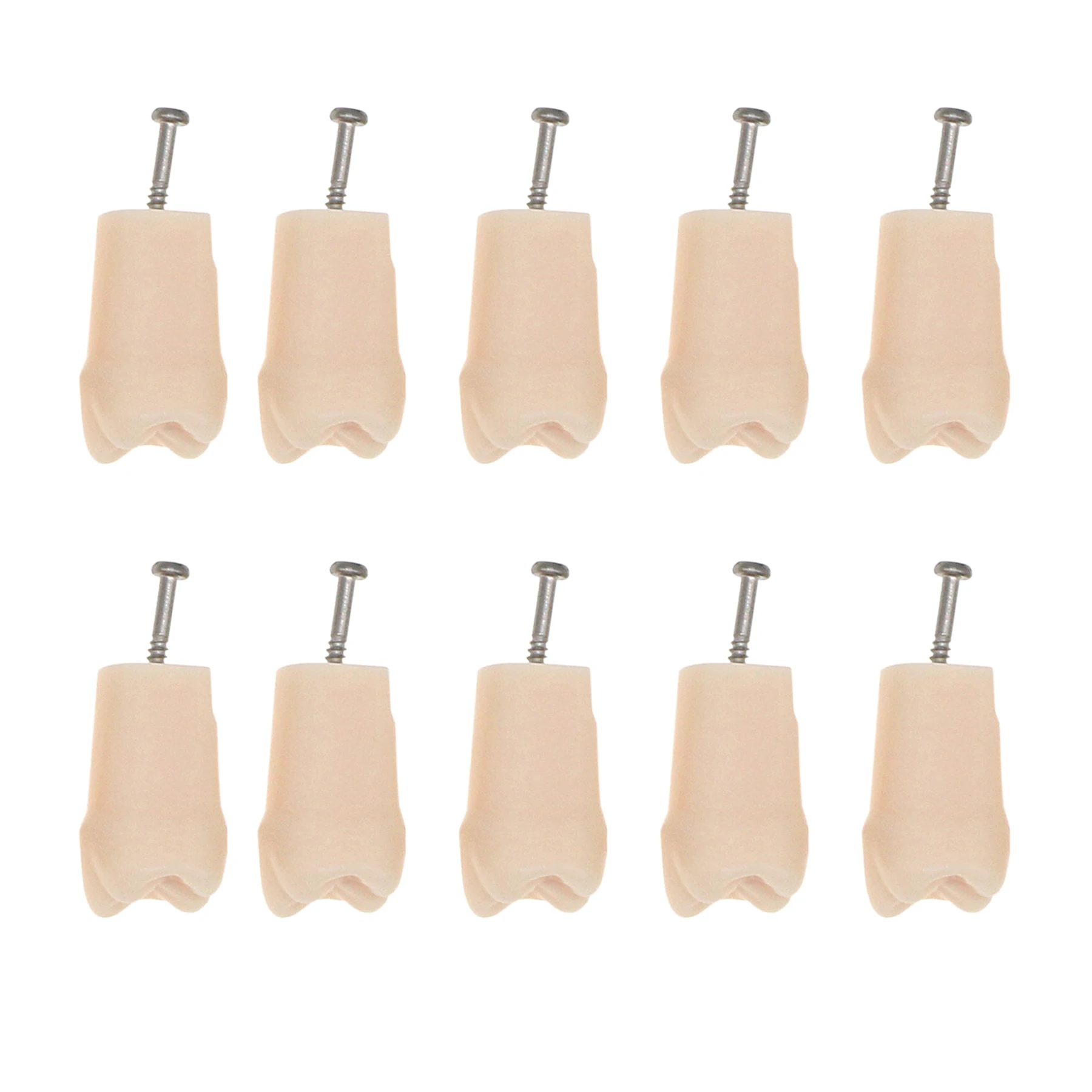 Зубная модель зубов зубной практики индивидуальная замена наполнение смолой