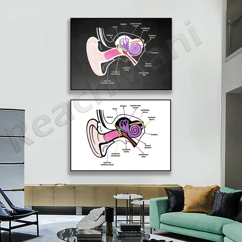 

Ear Diagram Anatomy Picture Canvas Painting Art Poster Medical Education Home Decor