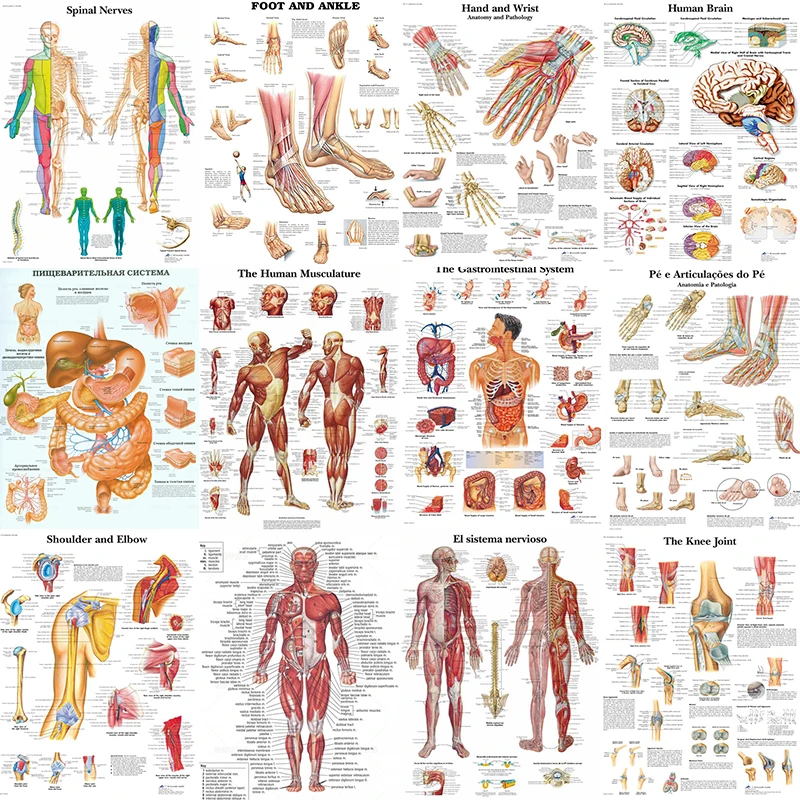 

Настенное художественное изображение человеческого тела, медицинская карта обучения, плакат, Анатомия человека, Мышечная система, домашни...
