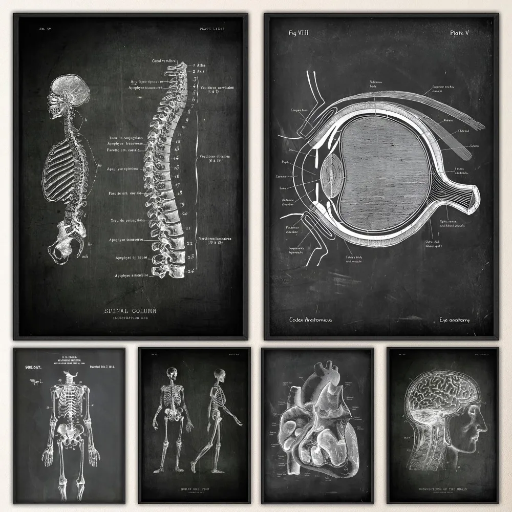 Анатомическая Наклейка На Стену Со Скелетом Винтажная Для Рисования Доске