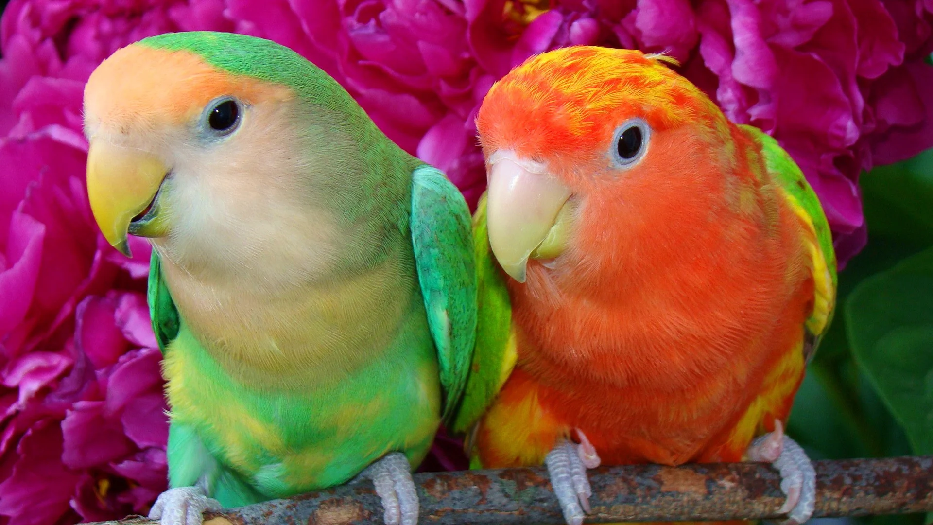 

Алмазная живопись, животные, попугай, цветок, 5d, мозаика «сделай сам», полностью квадратная, круглая, алмазная вышивка Стразы, алмазная вышив...