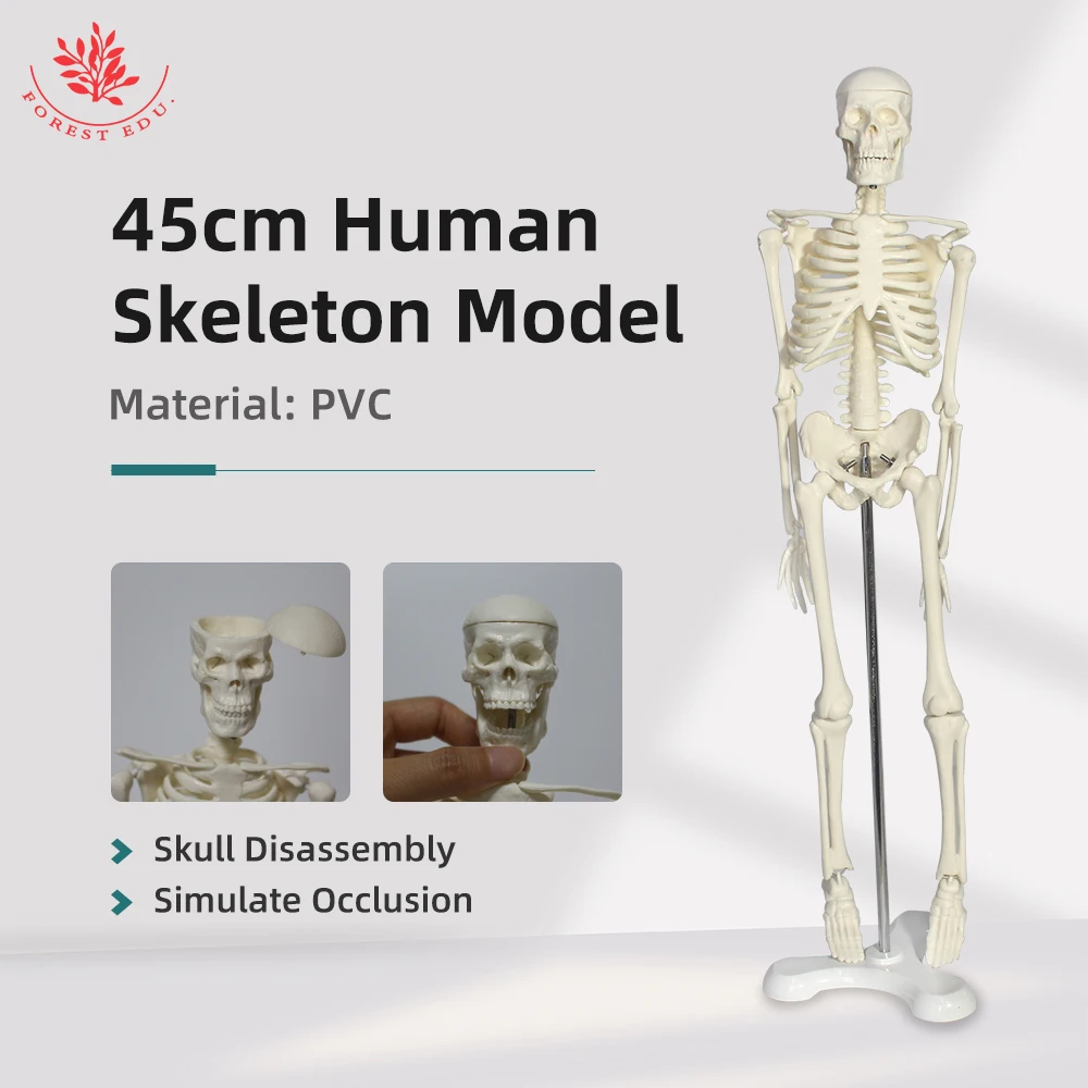 Модель человеческого скелета мини-размер 45 см подарок на Хэллоуин анатомический