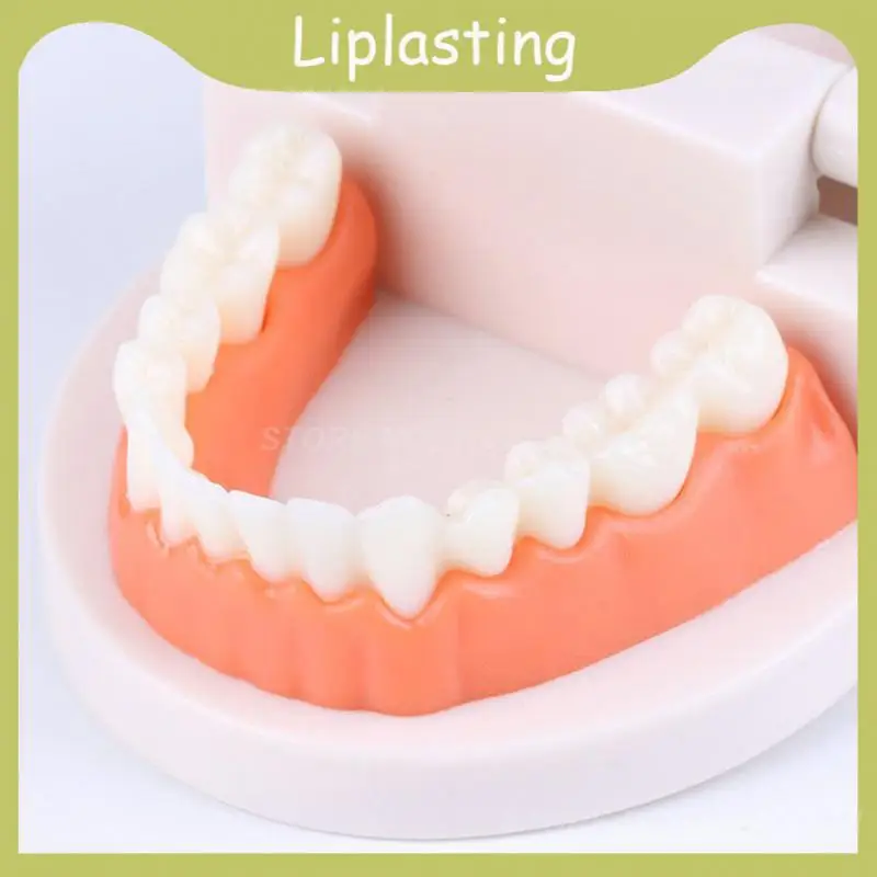 

High Quality 28 Immovable Teeth Tooth Models Without Wisdom Teeth Over 3 Years Old Silica Gel Dentist Student Model For Teaching