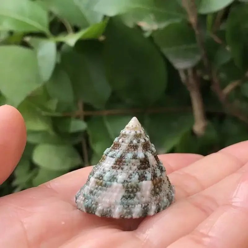 8 шт. ракушки для аквариума в средиземноморском стиле