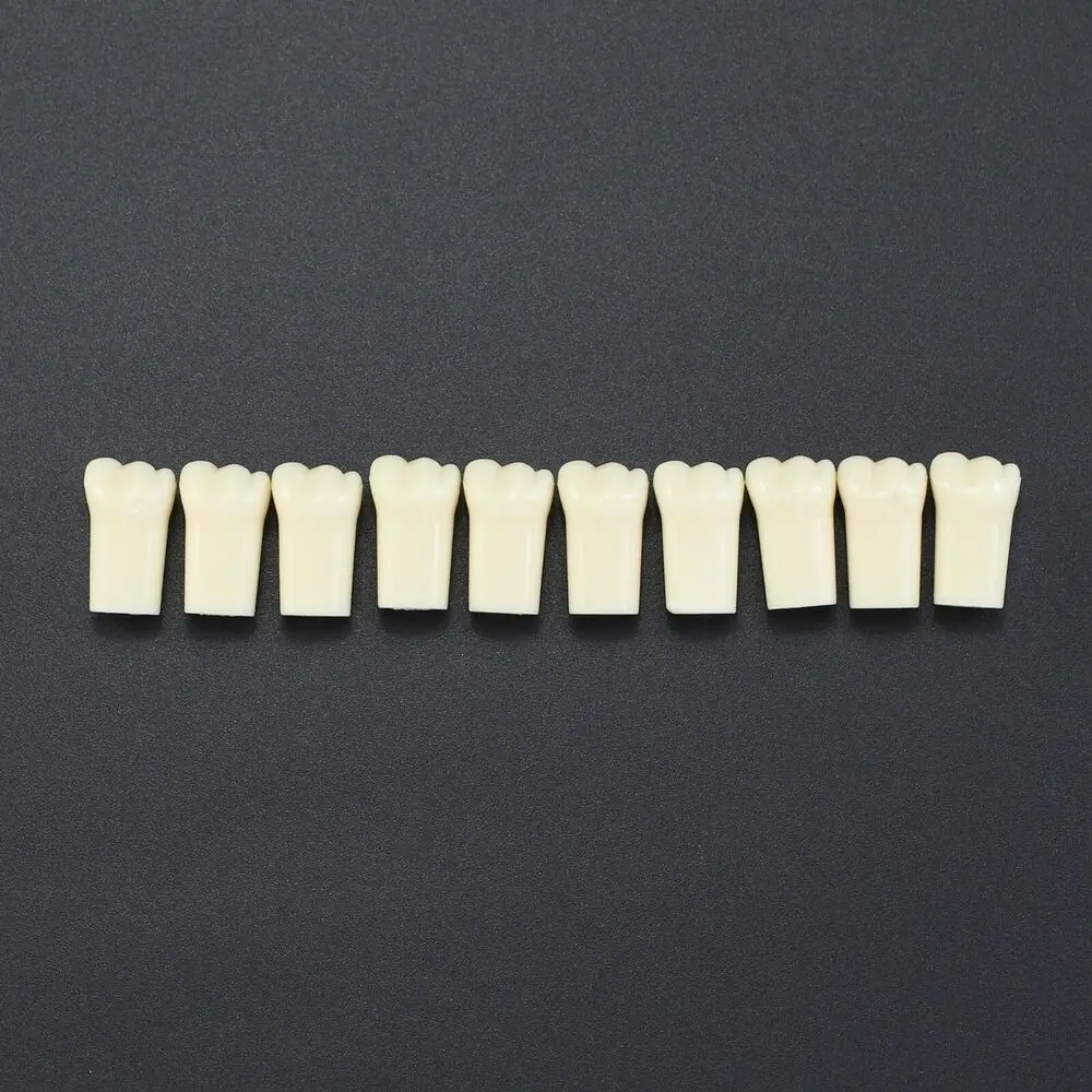 10pcs/lot Individual Replacement Teeth For 32 Teeth Typodont Kilgore Nissin 200