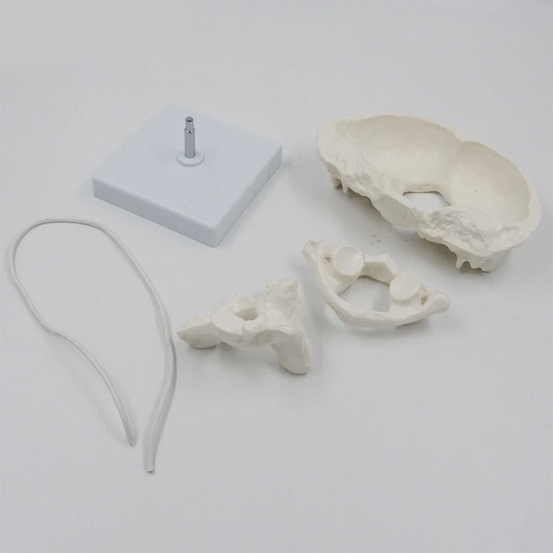 

G5AA Axis Occipital Bone Spine Training Aid for Anatomy Class Includes Detailed