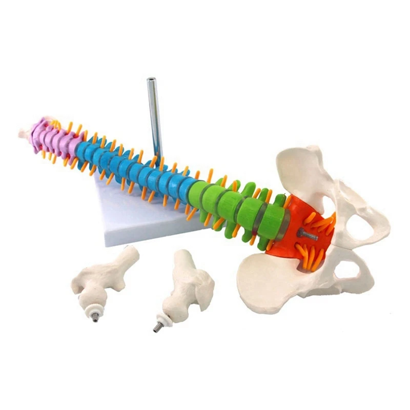 

2X 45Cm With Pelvic Human Anatomical Anatomy Spine Spinal Column Model Teaching Resources For Students