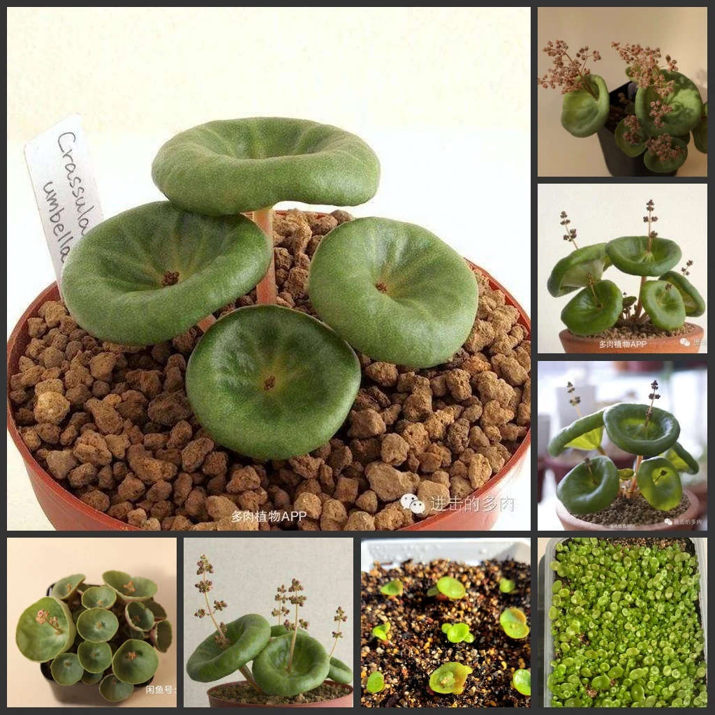 

Lithops/Greenovia /Carnation/Morning glory/Tacca/Dioscorea/Gymnocalycium/Crassula umbella/Passiflora - Semillas