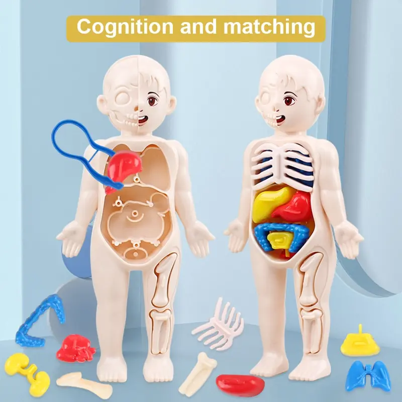 

14Pcs Set Children Science and Education Human Body Organ Model DIY Assembled Medical Early Education Toys