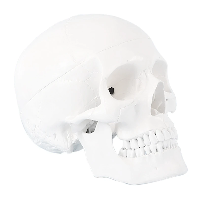 

Skull Model Of Human Anatomical Model Skull Human Anatomical Anatomy Head Studying Anatomy Teaching Supplies