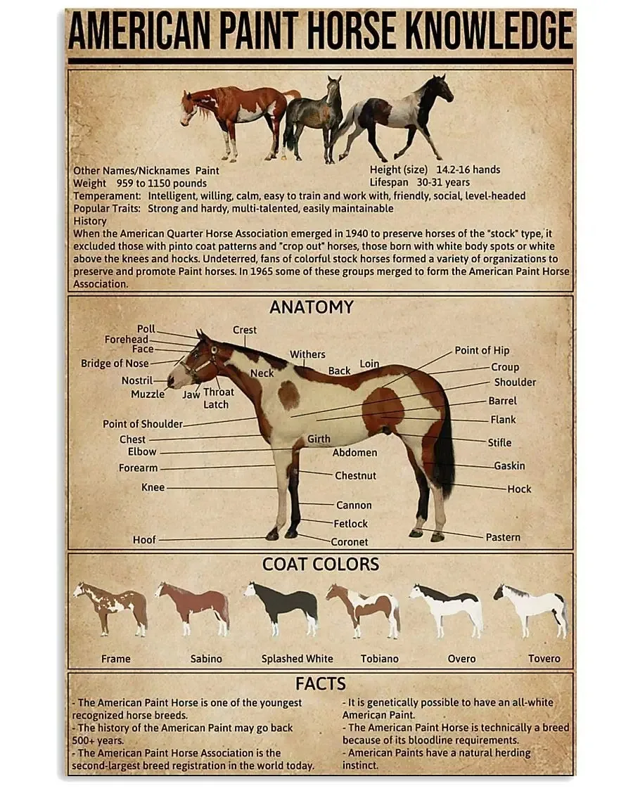 

American Paint Horse Knowledge Metal Signs Cowboy Guide Anatomy Poster Wall Decor Farm Club Decor Home Decor Plaque 8x12 Inches