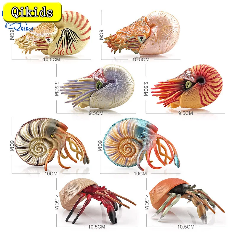 Simulation Solid Marine Life Model Ornament Set Children's Cognitive Hermit Crab Nautilus Static Toy Figures Birthdays Presents