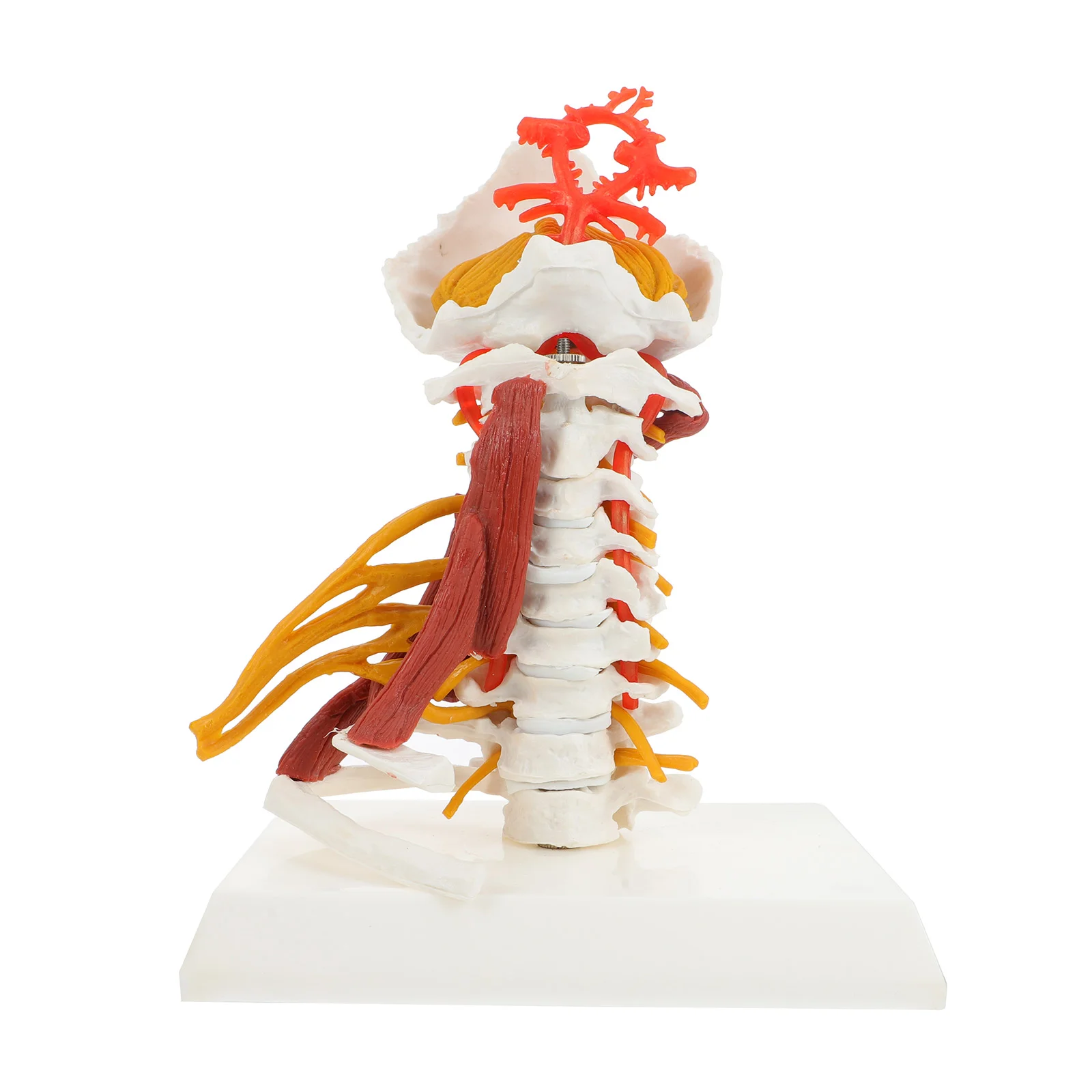 

Модель человеческого тела, скелет, анатомический шейный позвоночник, медицинская Съемная обучающая Анатомия позвоночника