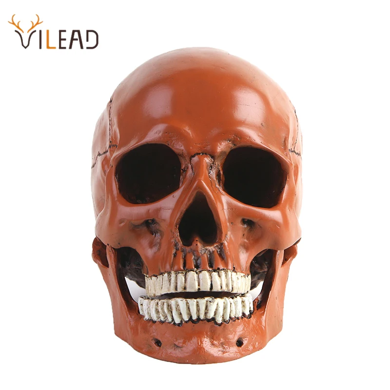 

Статуя черепа Vilead из смолы, украшение в виде головы скелета, реквизит для фильма, модель для Хэллоуина, Вечерние Декорации, скульптура для го...