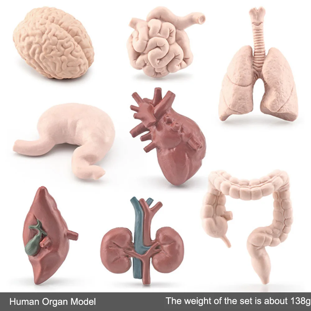 

Simulation Child Scientific Educational Human Organ Model Cognitive Toy Heart Lung Liver Stomach Kidney Ornament Learning Gift