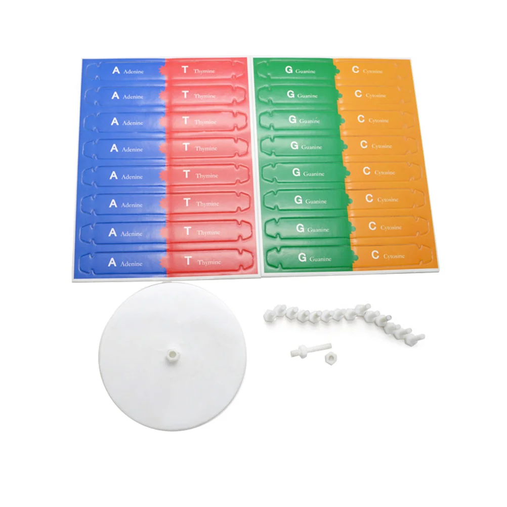 Dna Modelscience модель завитка двойной комплект 3D структура гены образовательная