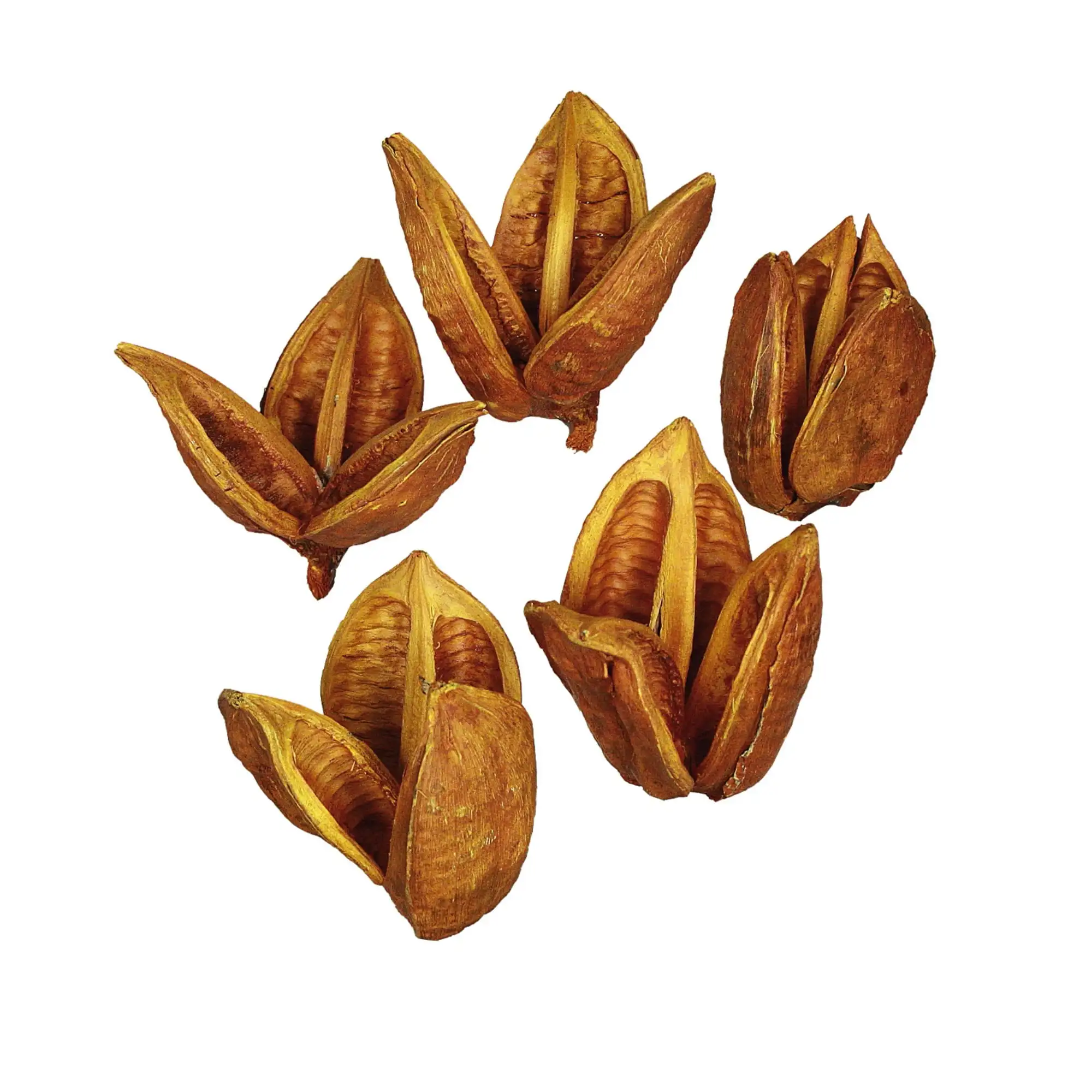 

Gold Pods 3-4" Height, Real Preserved Pod Decor for Home or Everyday Arrangements Bulk Case, 25 Pieces Per Pack