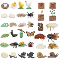 new simulation animals life cycle children toys montessori teaching aid plant animal growth cycle model set educational kids toy