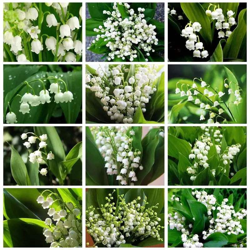 

CHENISTORY Acrylic Painting By Numbers Convallaria Majalis Flowers Drawing By Numbers Wall Art Adults Crafts Diy Gift Picture Co