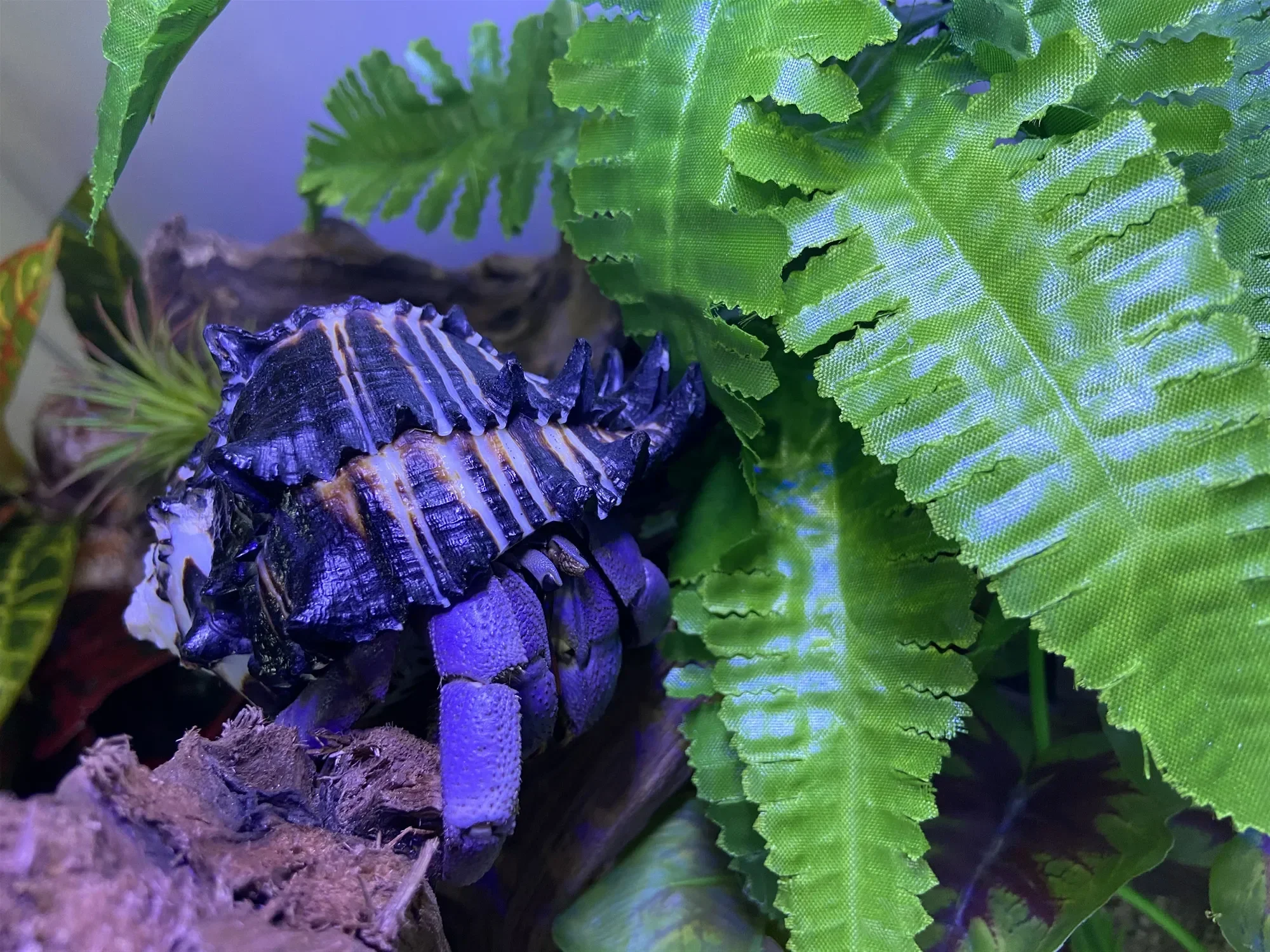 Раковина 9-11 см большая раковина декоративная для воздушных растений подходит