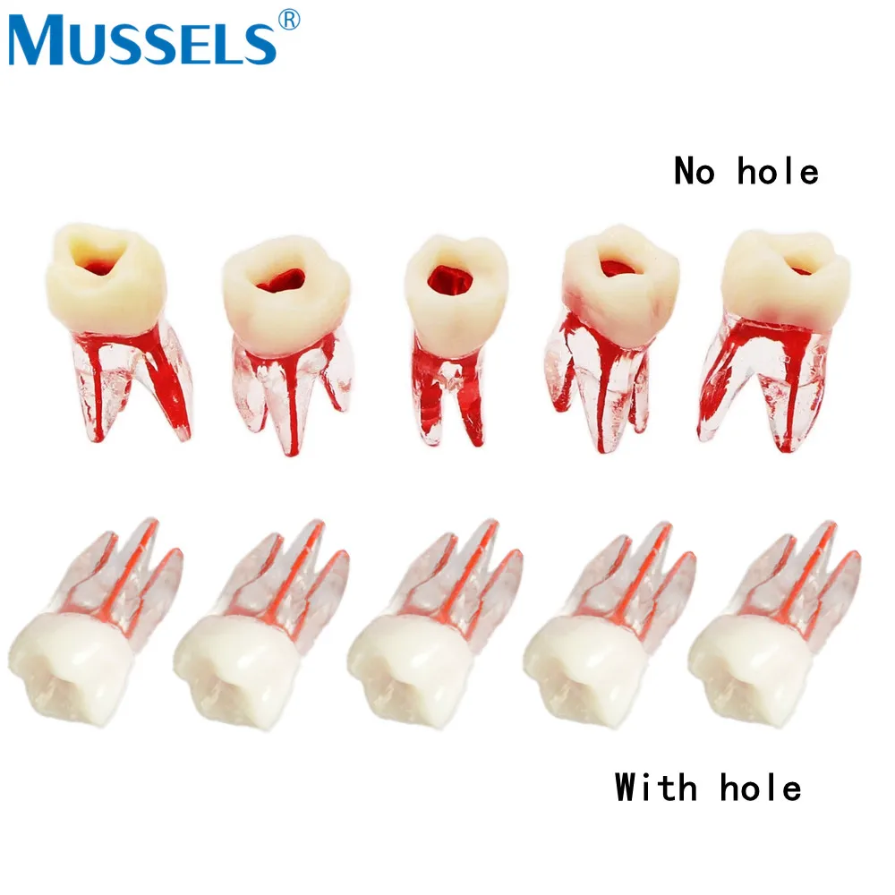 Endo Teeth Root модель канала RCT учебный блок Фотополимерная полость для стоматологии