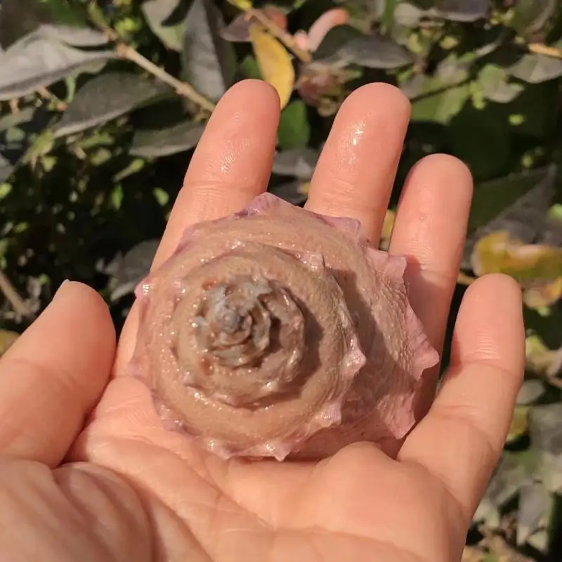 1 шт. сменный рулон раковина для рыбы |