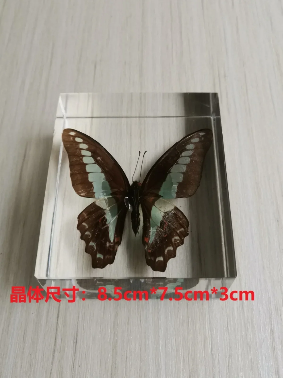 Большой образец тарантула смола насекомое большой осьминог краб жук Бабочка