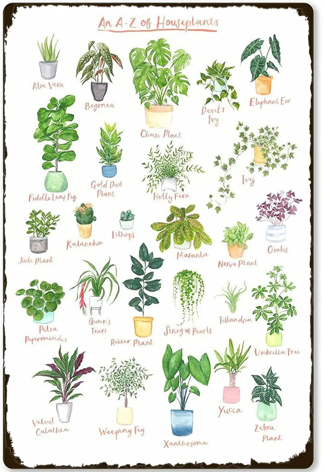 

Types of Houseplants Metal Sign The A-Z of Houseplant Knowledge Poster School Education Farm Household Kitchen Club Tin Plates