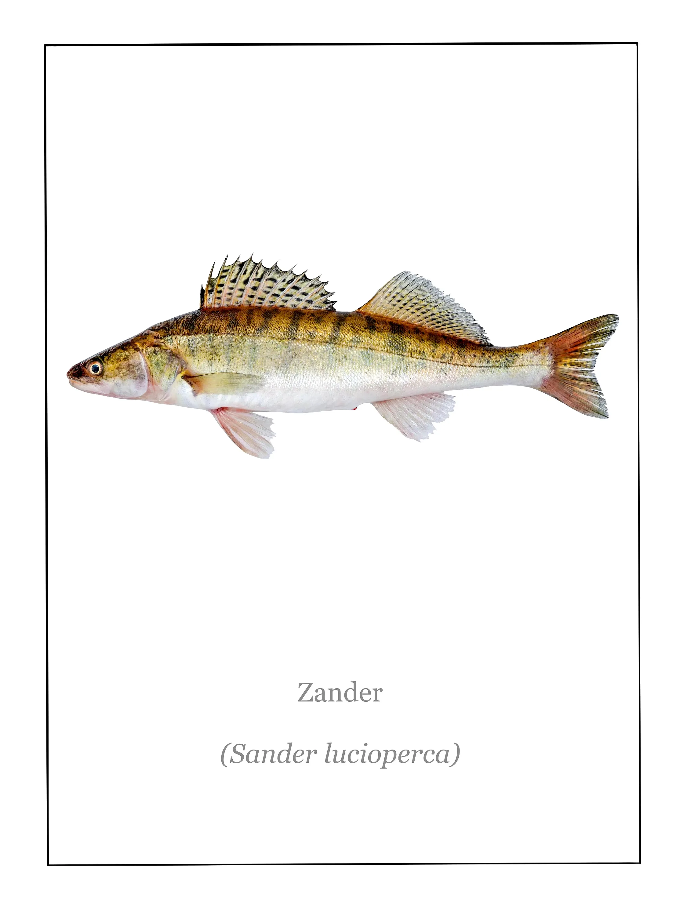 

Плакат с изображением рыбы Redeye Bass на холсте