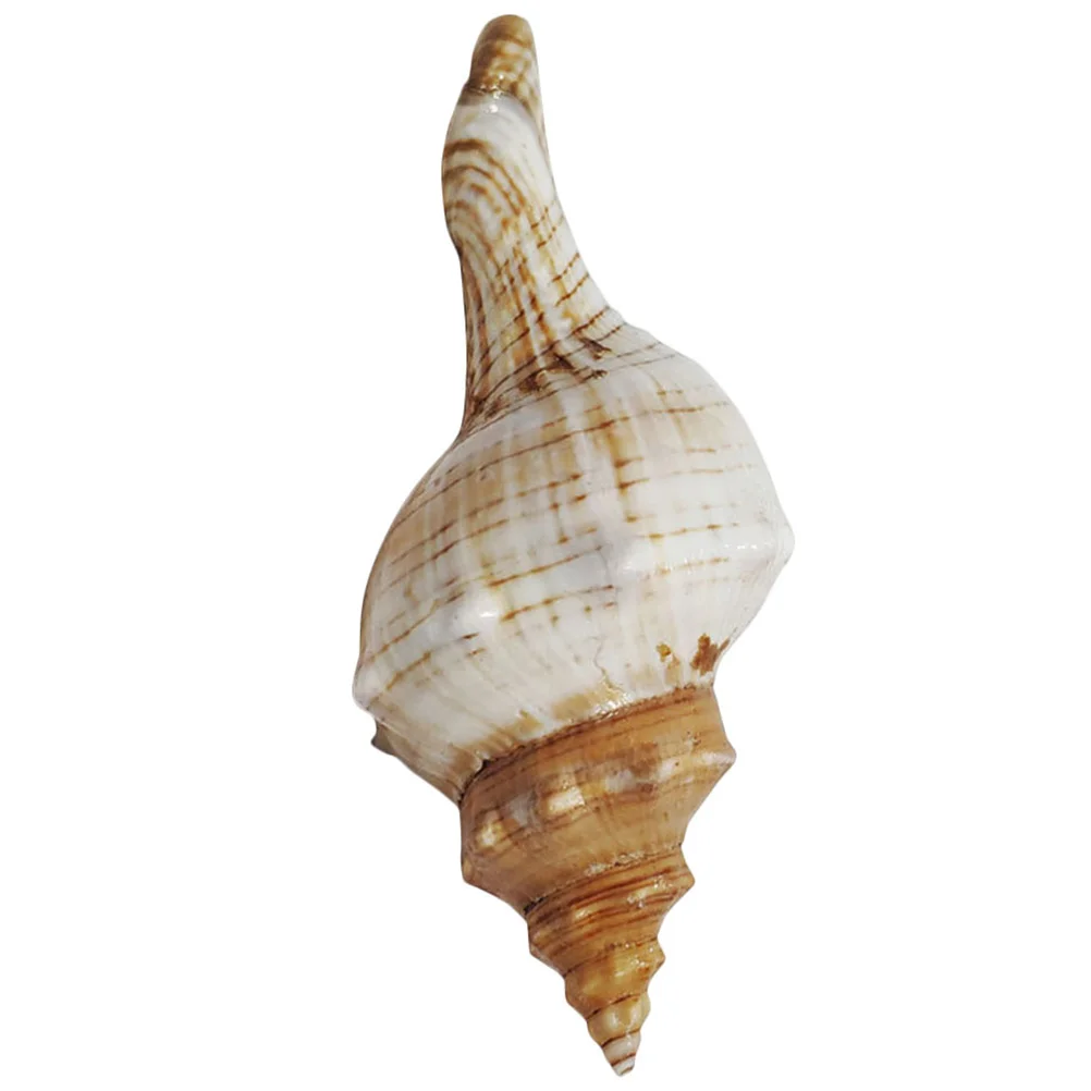 

Decorative Conch Prop Botanical Decor Conch Landscaping Aquarium Shells Decor Desk Topper