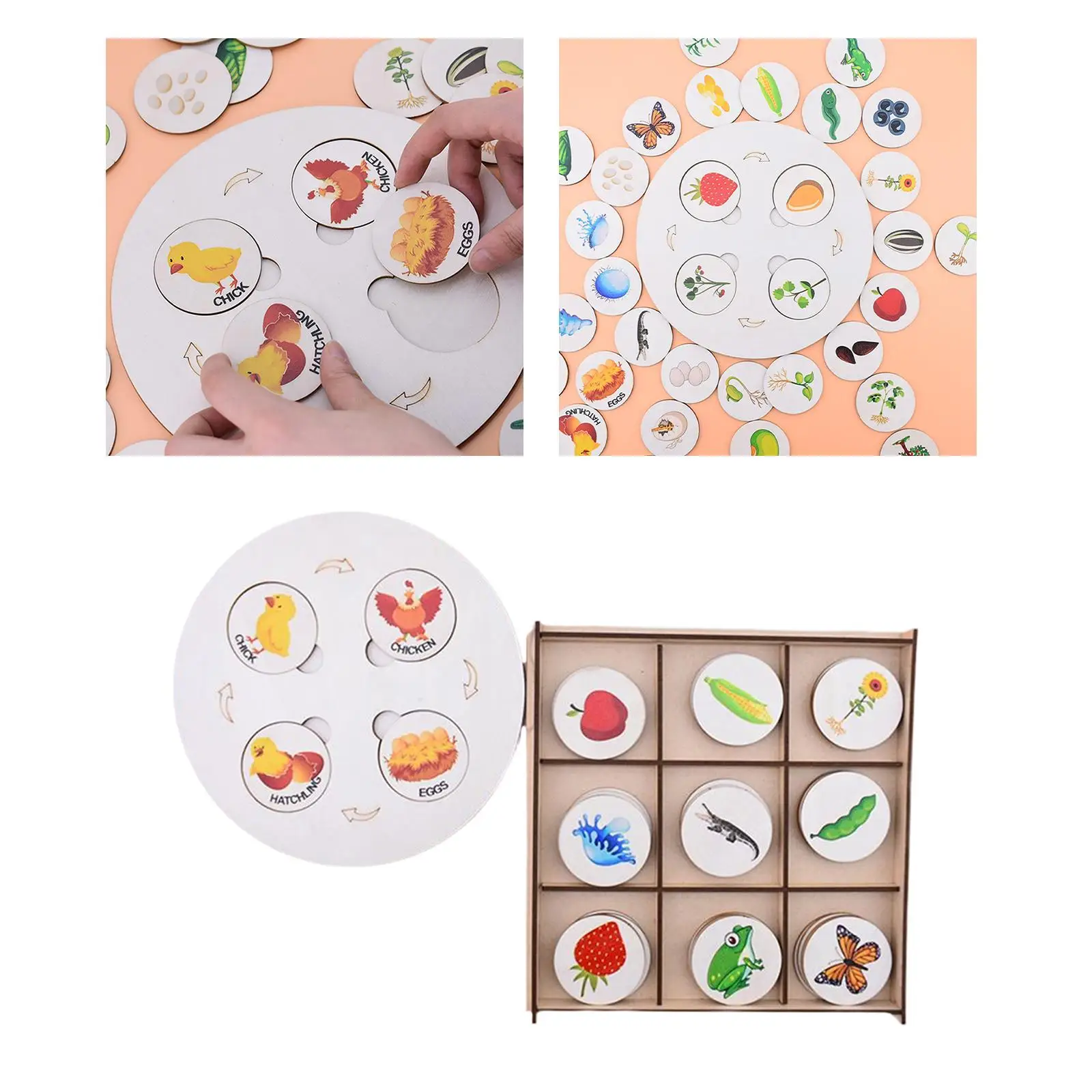 

Montessori Life Cycle Tray Learning Toy for Boys and Girls Preschool Student