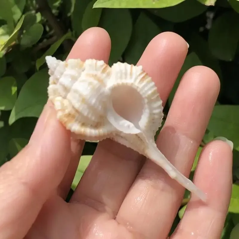 3 шт. образцы аквариумные украшения для аквариума с улиткой ракушки дрифта