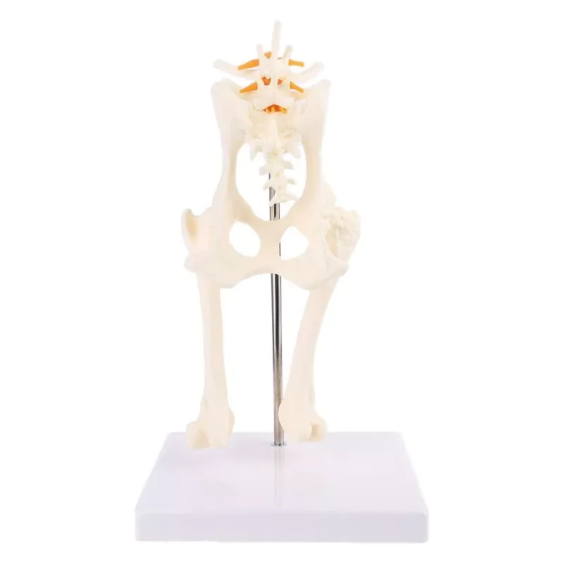 

Dog Canine Lumbar Hip Joint with Femur Model Teaching Anatomy Skeleton Display