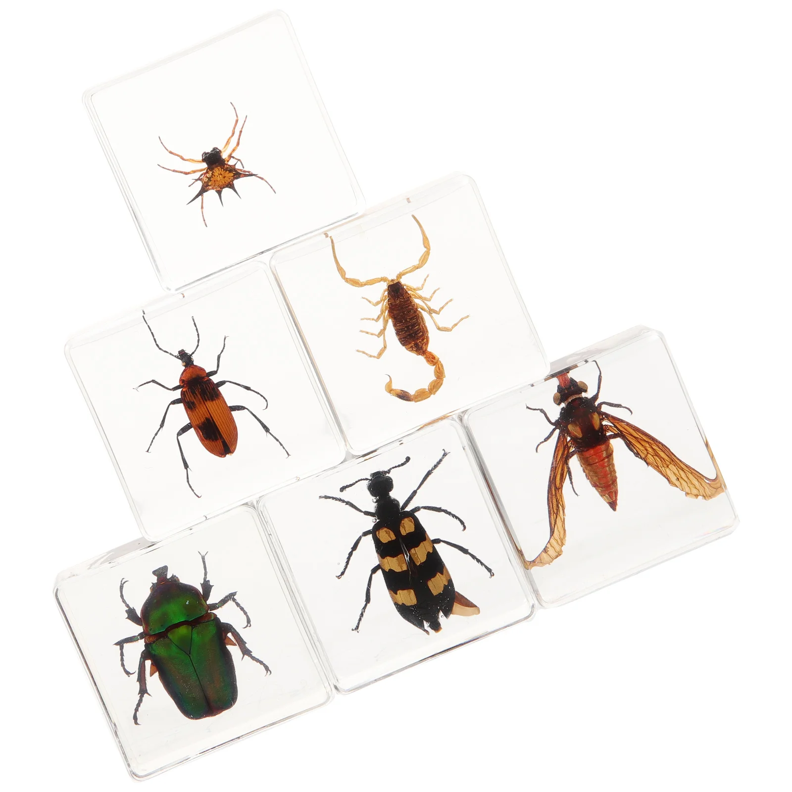 

6 Pcs Insect Specimen Decor Table Resin Decoration Dining Adorn Insects Shaped Desktop Decors Ornament Student