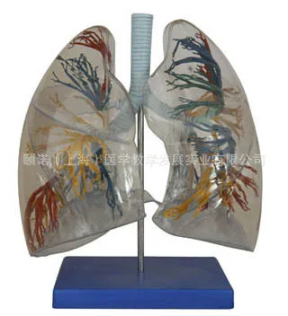 

Enovo Yinuo, медицинская обучающая модель, прозрачная модель легких, модель бронхов, модель дыхательной системы