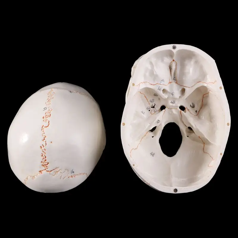 

G5AA Life Size Human Skull Model Anatomical Anatomy Medical Teaching Skeleton for Hea