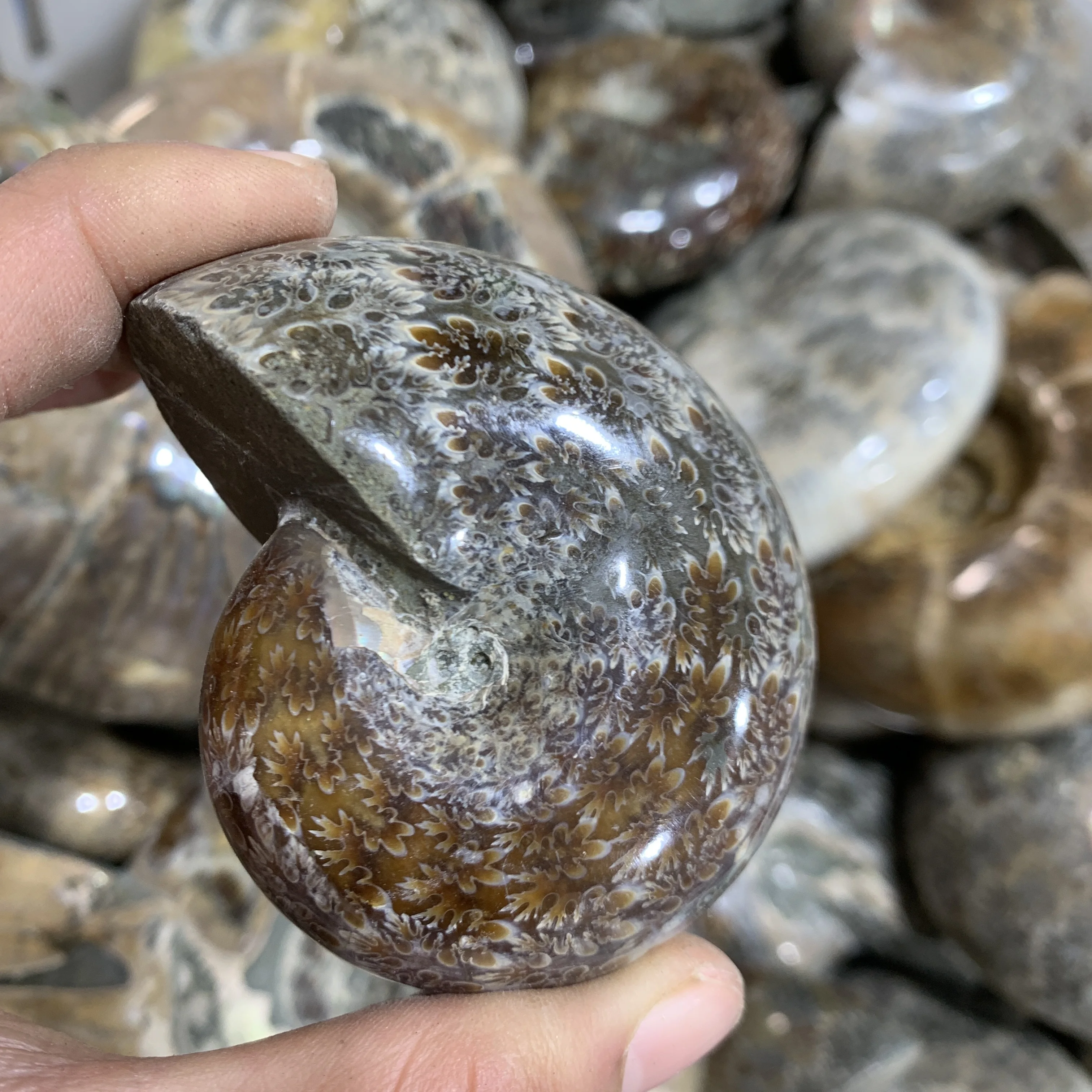 

Polished Ammonite Shell Natural Conch Stone Ammonite Conch Madagascar Teaching Specimen