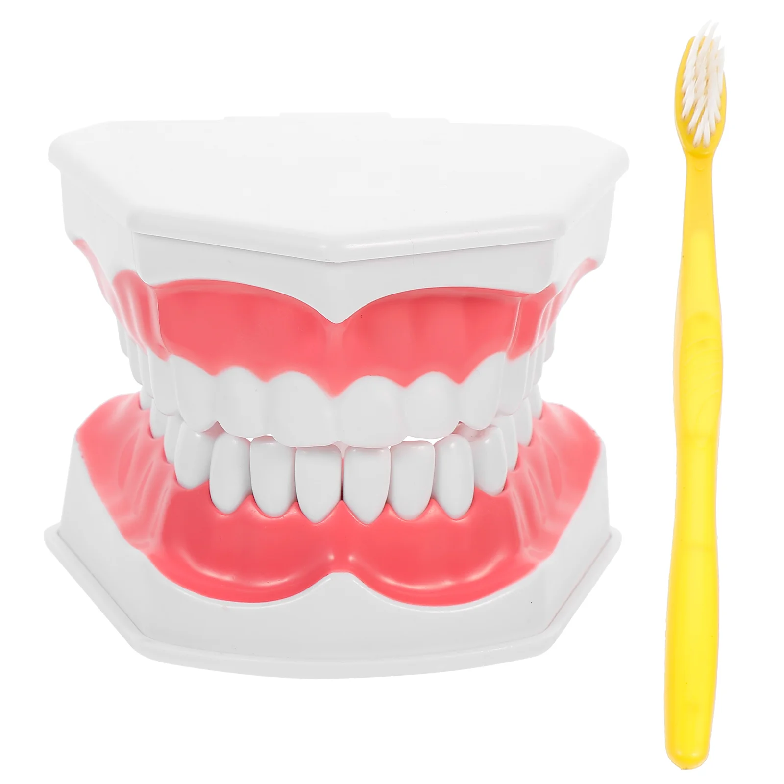 

Denture Model Show Teaching Display Learning Full Model Oral Model for Learning Teaching Display